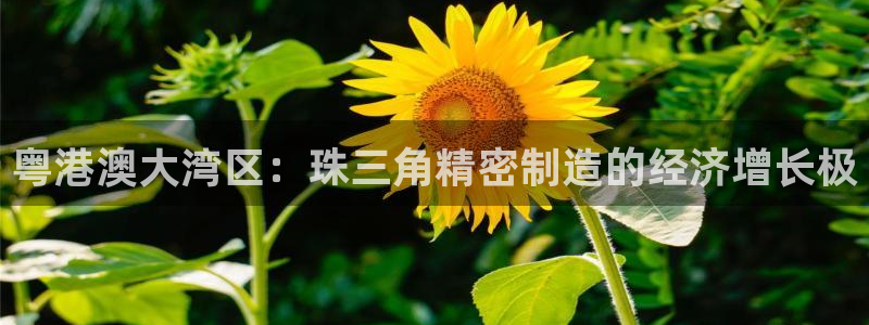 彩神输的钱是赌博还是诈骗：粤港澳大湾区：珠三角精密制造的经济增长极